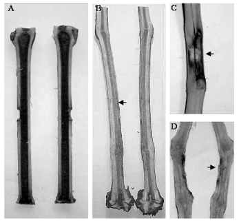 Lesions on stems/trunks of 2-year-old nursery plants 3 months ...