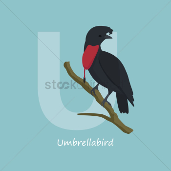 Letter u for umbrella bird Letter u for umbrella bird
