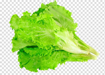 Lettuce vegetable, Romaine lettuce , Lettuce leaves vegetables transparent background PNG clipart