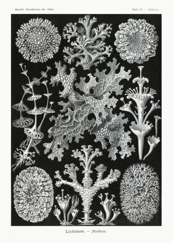 Lichenes&ndash;Flechten from Kunstformen der Natur (1904) by Ernst Hae.. | Free public domain illustration - 2270511