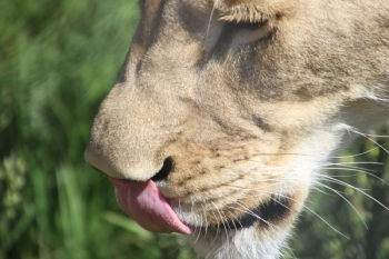 Licking Lioness Licking Lioness