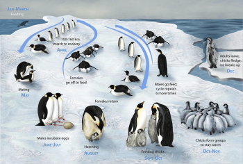Lifecycle of the Emperor Penguin | Free Photo - rawpixel Lifecycle of the Emperor Penguin | Free Photo - rawpixel