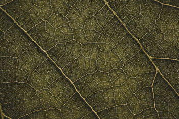Light Behind Leaf Close Up Light Behind Leaf Close Up