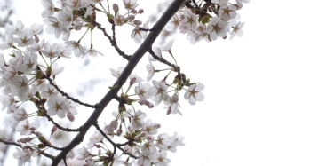Light Cherry Blossom Flowers Light Cherry Blossom Flowers