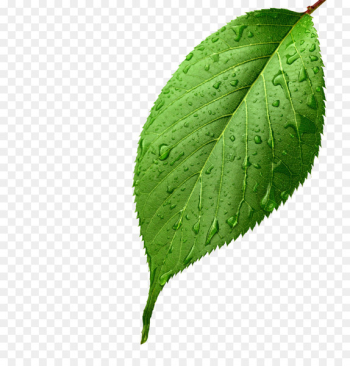 Light Leaf Green Drop Dew - Apple leaves,Apple leaves Light Leaf Green Drop Dew - Apple leaves,Apple leaves