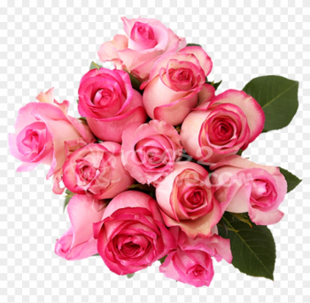 Light Ping And Dark Pink High Quality Fresh Roses In - Rose Light Ping And Dark Pink High Quality Fresh Roses In - Rose