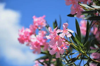 Light Pink Blooming Flowers Light Pink Blooming Flowers