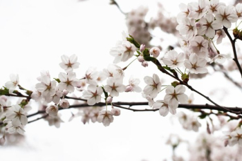 Light Pink Cherry Blossoms On Branch Light Pink Cherry Blossoms On Branch