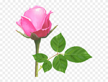 Light Pink Rose, Pink Rose Flower, Pink Roses, Rose - Rose Flowers Light Pink Light Pink Rose, Pink Rose Flower, Pink Roses, Rose - Rose Flowers Light Pink