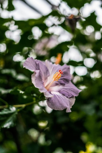 Light Purple Bloom Light Purple Bloom