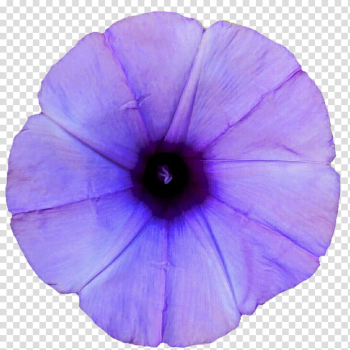 Light Purple Morning Glory transparent background PNG clipart Light Purple Morning Glory transparent background PNG clipart