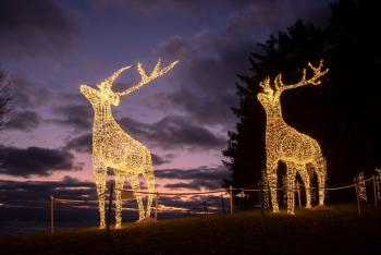 Lighted Deer Decors at Night Lighted Deer Decors at Night