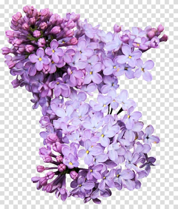 Lilac Flower , lilac transparent background PNG clipart