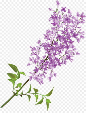 Lilac Flower Purple Clip art - Purple lilac hand painting 