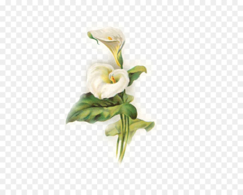 Lilium Arum-lily Easter Flower Pattern - lily Lilium Arum-lily Easter Flower Pattern - lily
