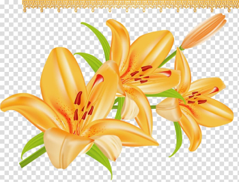 Lilium bulbiferum Arranging cut flowers, flower transparent background PNG clipart Lilium bulbiferum Arranging cut flowers, flower transparent background PNG clipart