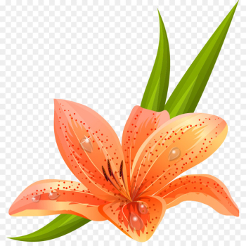 Lilium bulbiferum Tiger lily Arum-lily Lilium candidum Easter lily - Exquisite lily 