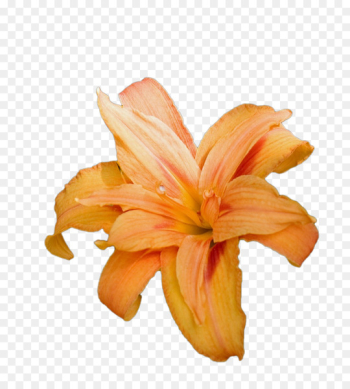 Lilium bulbiferum Tiger lily Easter lily Arum-lily Clip art - A lily 