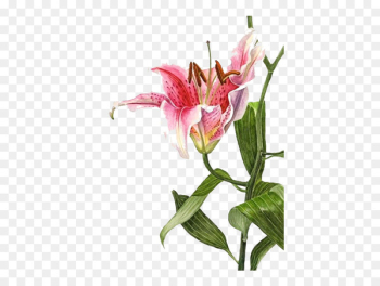 Lilium bulbiferum Watercolor painting Botanical illustration Drawing - Pink lily 