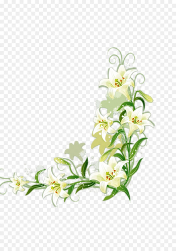 Lilium candidum Border Flowers - White lily 