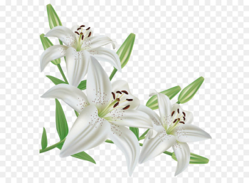 Lilium candidum Flower Easter lily Arum-lily Clip art - White Lilium PNG Clipart Picture 
