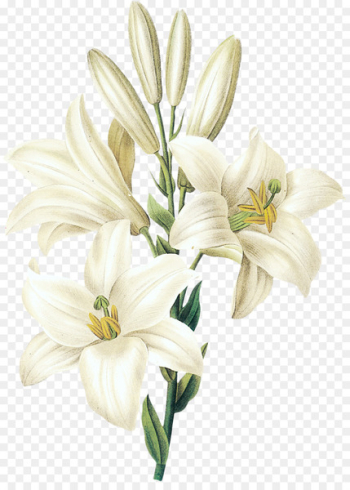 Lilium candidum Printmaking Botany Botanical illustration Illustration - Sesame white lily flower 