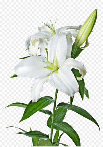 Lilium candidum Tiger lily Flower Easter lily Lilium bulbiferum - Lily PNG Image 