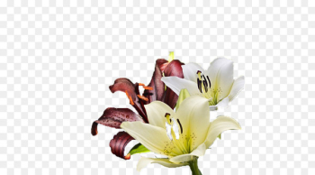 Lilium Flower Red - White wine and red lily pictures Lilium Flower Red - White wine and red lily pictures