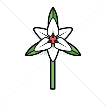 Lily Lily