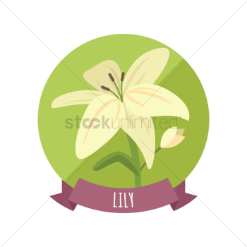 Lily Lily