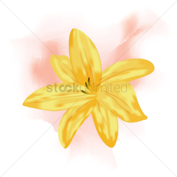 Lily Lily