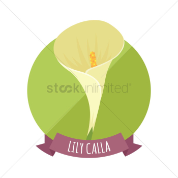 Lily calla Lily calla