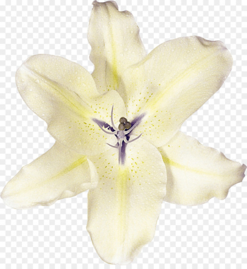 Lily Clam Photography Flower Oyster - lily Lily Clam Photography Flower Oyster - lily
