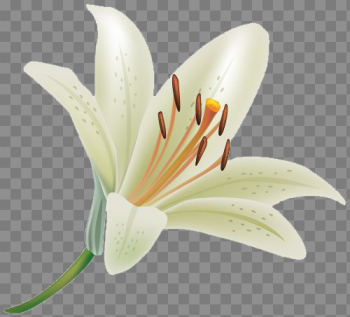 Lily Clipart Lily Clipart