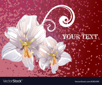Lily Design with Text Space vector image Lily Design with Text Space vector image