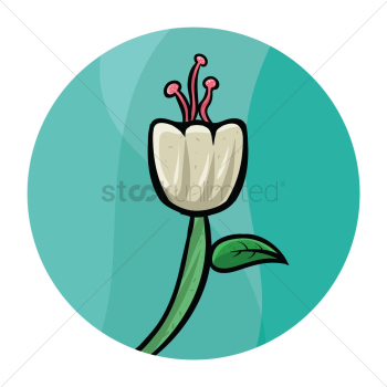 Lily flower Lily flower