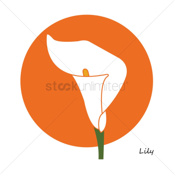 Lily flower Lily flower