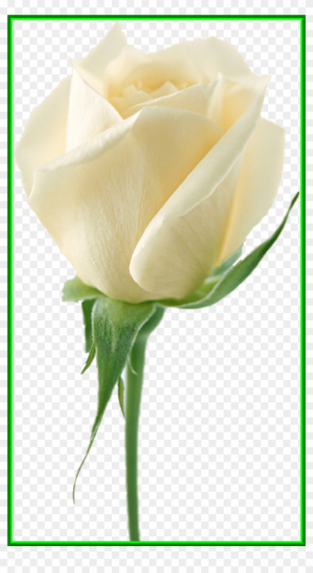 Lily Flower Lily Flower No Background Astonishing White - White Rose Drawing Transparent Background
