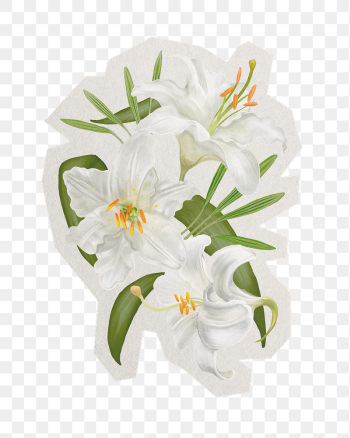 Lily flowers png sticker, paper | Free PNG - rawpixel