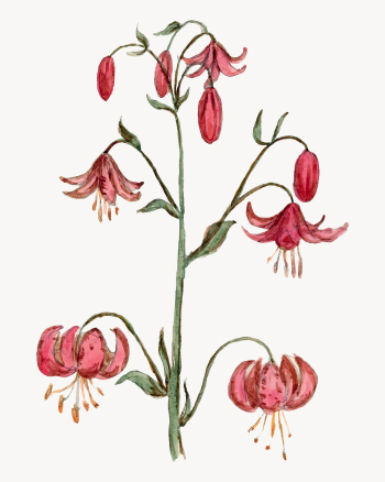 Lily illustration, aesthetic floral illustration | Free Vector - rawpixel Lily illustration, aesthetic floral illustration | Free Vector - rawpixel