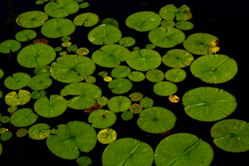 Lily Lot Lily Lot