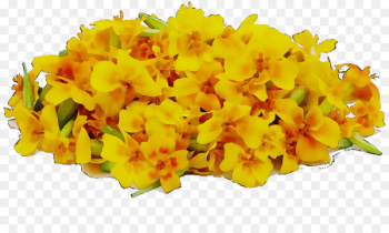 Lily of the Incas Cut flowers - Lily of the Incas Cut flowers -