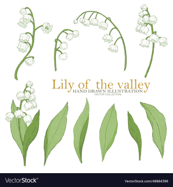 lily of the valley elements co