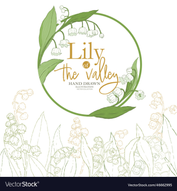 lily of the valley hand drawn