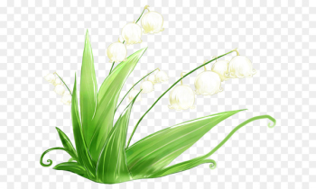 Lily of the valley Image Orchids Vector graphics Portable Network Graphics - grass 