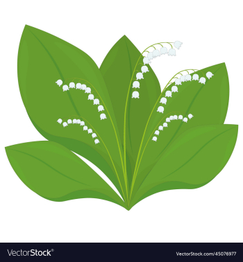 lily of the valley isolated plant with flowers lily of the valley isolated plant with flowers