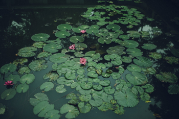 Lily Pads Lily Pads