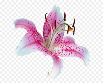 Lily 'Stargazer' Tiger lily Flower Clip art - flower Lily 'Stargazer' Tiger lily Flower Clip art - flower