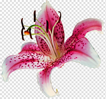 Lily Transparent Lily Transparent