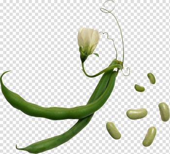 Lima bean Vegetable Green bean Herb, black beans transparent background PNG clipart Lima bean Vegetable Green bean Herb, black beans transparent background PNG clipart